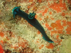 Tambja caeruleocirrus