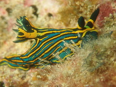 Tambja victoriae