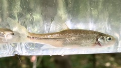 Hesperoleucus symmetricus