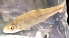 Hesperoleucus symmetricus