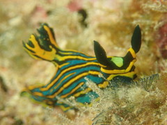 Tambja victoriae