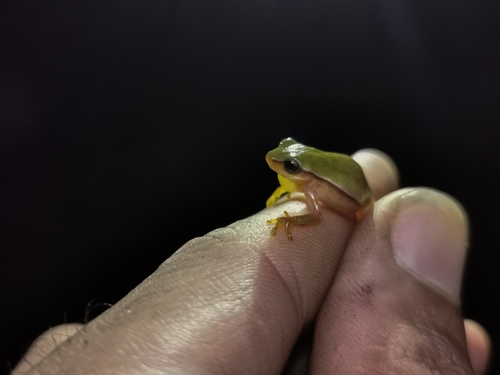 Botucatu Tree Frog, Dendropsophus cerradensis