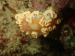 Ardeadoris cruenta