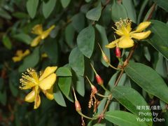 Hypericum geminiflorum