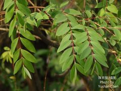 Hypericum geminiflorum