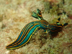 Tambja victoriae