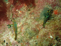 Tambja victoriae