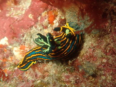 Tambja victoriae