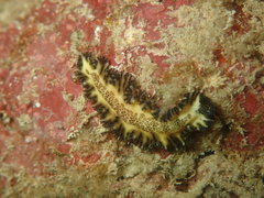 Maritigrella fuscopunctata