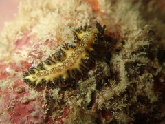 Maritigrella fuscopunctata
