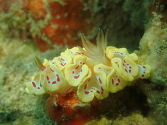 Ardeadoris cruenta
