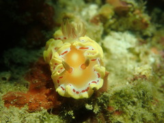 Ardeadoris cruenta