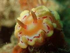 Ardeadoris cruenta