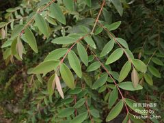 Hypericum geminiflorum