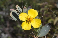 Dendromecon harfordii