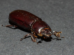 Aulacocyclus