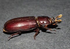 Aulacocyclus