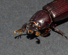 Aulacocyclus