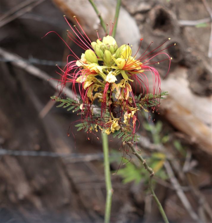Erythrostemon gilliesii