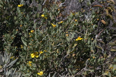 Dendromecon harfordii