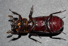 Aulacocyclus