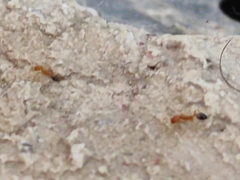 Trichomyrmex