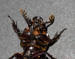 Aulacocyclus