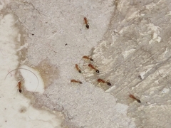 Trichomyrmex