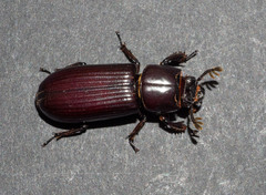 Aulacocyclus