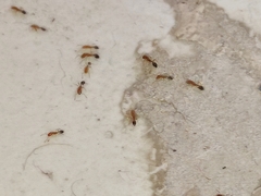 Trichomyrmex