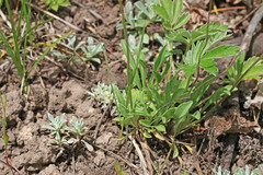 Erigeron flagellaris
