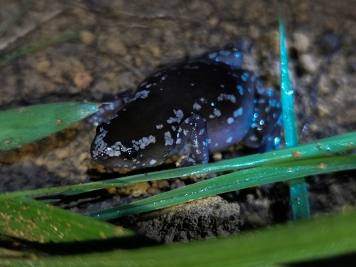 White-spotted Humming Frog, Chiasmocleis albopunctata