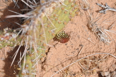 Opuntia polyacantha