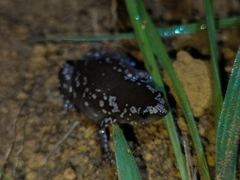 Chiasmocleis albopunctata