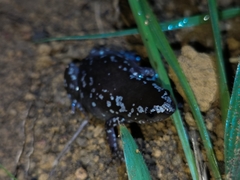 Chiasmocleis albopunctata