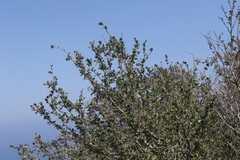 Malacothamnus fasciculatus catalinensis