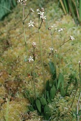 Oschatzia cuneifolia
