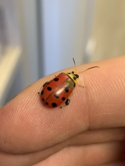 Alagoasa nigromaculata