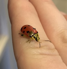 Alagoasa nigromaculata