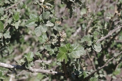 Malacothamnus fasciculatus catalinensis
