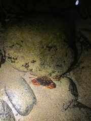 Cyclograpsus granulosus