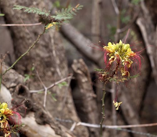 Erythrostemon gilliesii