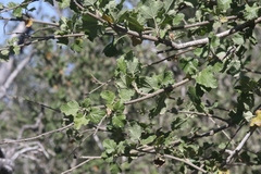 Malacothamnus fasciculatus catalinensis
