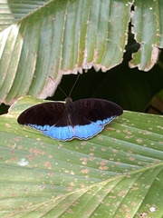 Tanaecia iapis puseda