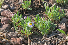 Erigeron formosissimus