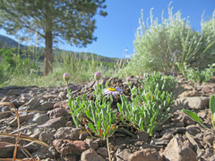 Erigeron formosissimus