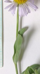 Erigeron formosissimus