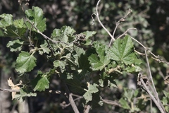 Malacothamnus fasciculatus catalinensis