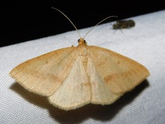 Palaeaspilates inoffensa