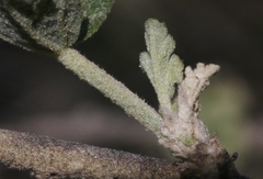 Malacothamnus fasciculatus catalinensis